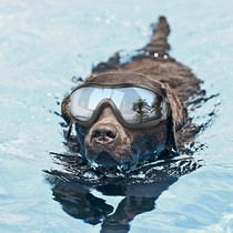 Pet Sun Glasses Fou Teddy Kirkki Swimming Waterproof Windproof Dogs Model Photo Props Eye Care Ink Mirror
