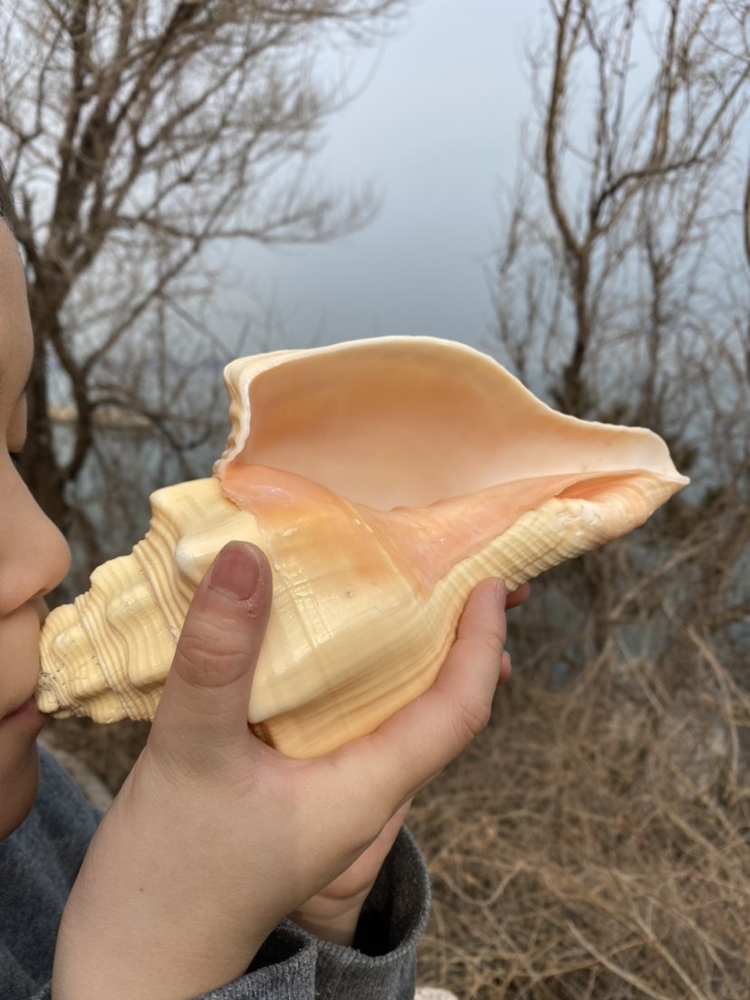 The whistle - screw yellow snail screw - bolt of natural sea - nut - screw for the sea - screw