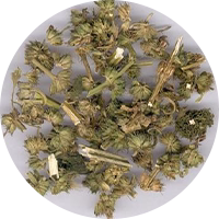 益母草