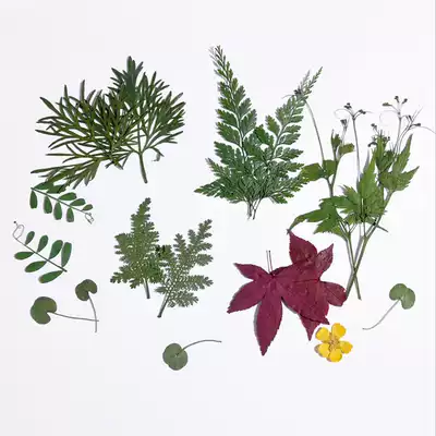 押花葉子綠烏厥風船葛楓葉真花diy滴膠手機保護殼押花畫植物教學標本