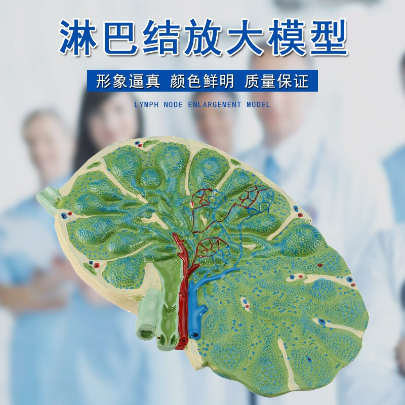 淋巴结放大模型 可拆卸生物教学模型 初中高中生物实验器材教学仪器医学标本模型教学演示教具