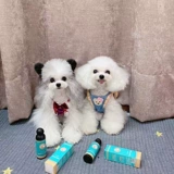 Фруктовые аромат Pochi Hokkaido рыбий живой питомец красавица собака Тедди 227 мл, повышающая кость, повышение поглощения кальция