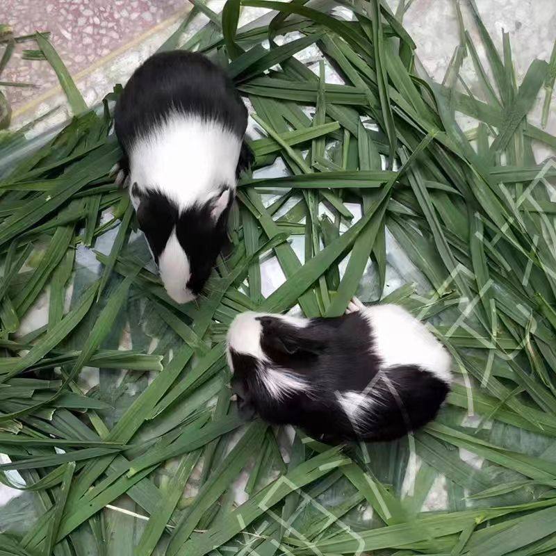 🏡 荷兰猪宠物豚鼠，健康活体，完美萌宠小伙伴！💕-豚鼠-淘宝好物网