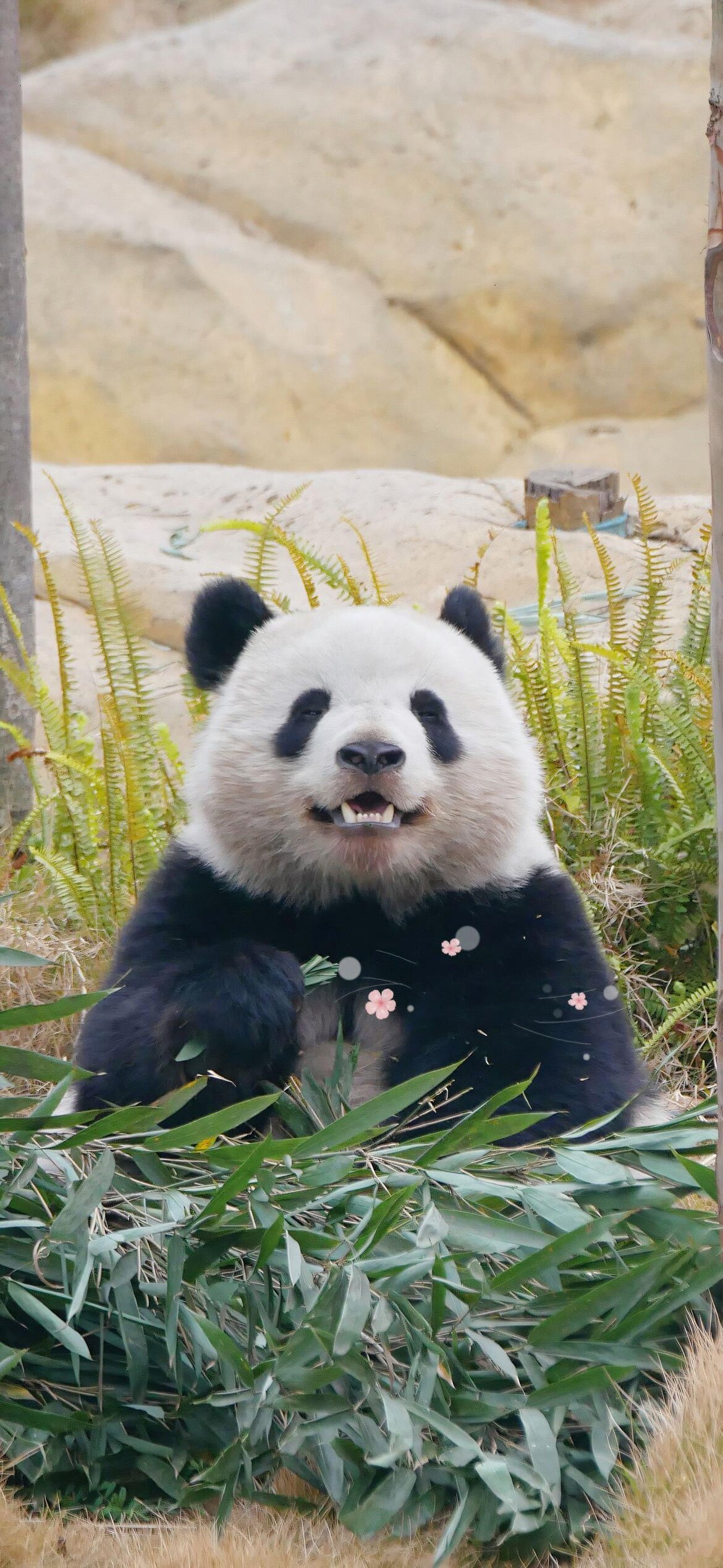 家清惠