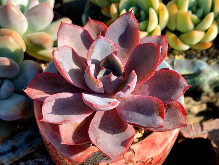 多肉葉子變透明瞭 是黑腐化水 怎麼辦 淘寶海外