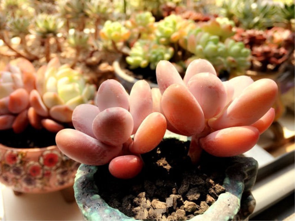 多肉葉子變黃變軟 沒精神 怎麼回事 淘寶海外 多肉葉子變黃變軟 沒精神 怎麼回事 淘寶海外