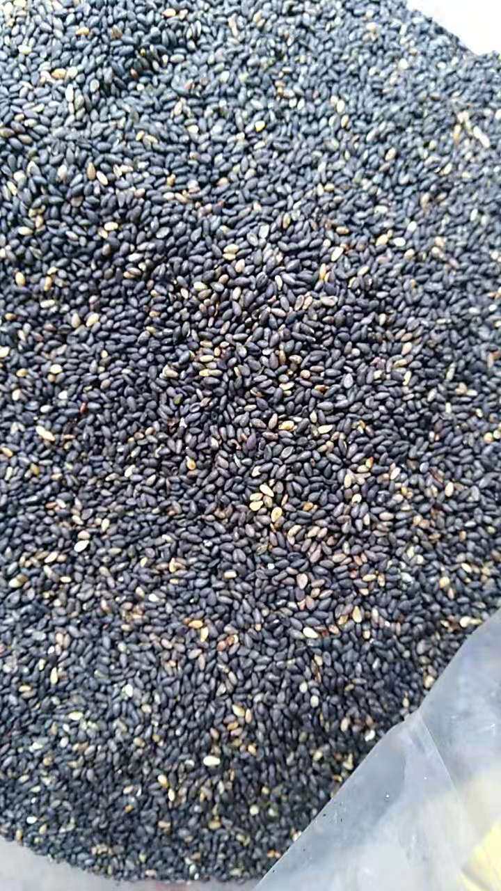 Mountain Self-planted Black Sesame Five Cereals Mixed Grain Cereals Farma Sesame Seed Five Catties