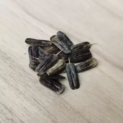 新产蓼蓝种子 各种蓝草种子 蓝靛种子