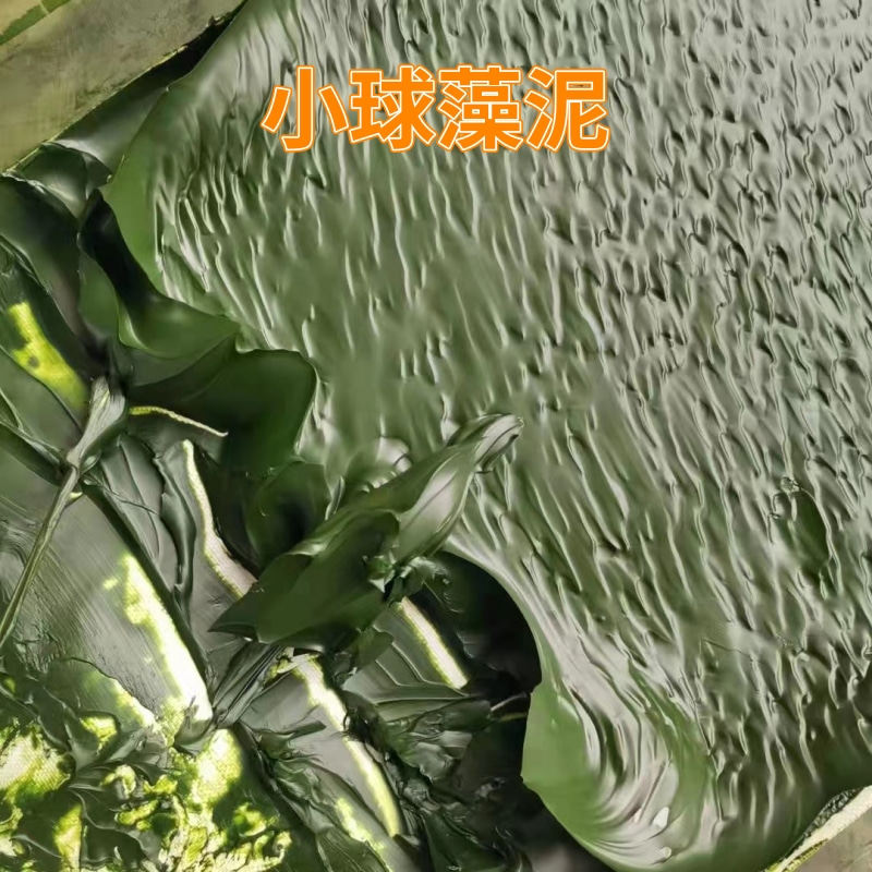 小球藻泥 海水淡水小球藻浓缩液 轮虫卤虫饵料