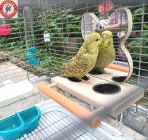 Small and medium parrot puzzle Toy Birds Grinding Claw Stand Pole Mirror Stainless Steel Food Cup Water Glass Water Basin Cage Accessories