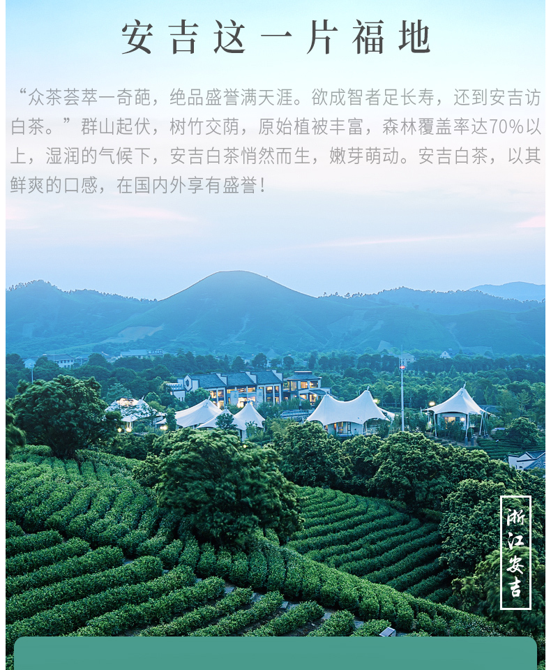 梅府茗家 2020年雨前安吉白茶 100g 图2