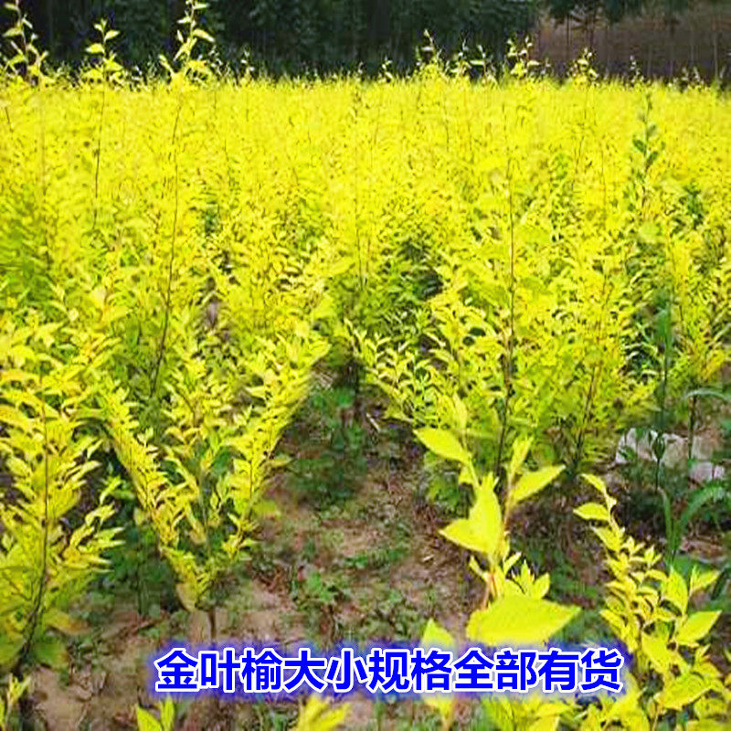 工程庭院绿化苗木金叶榆中华金叶榆速生榆树苗榆树小苗食用榆树苗-阿里巴巴