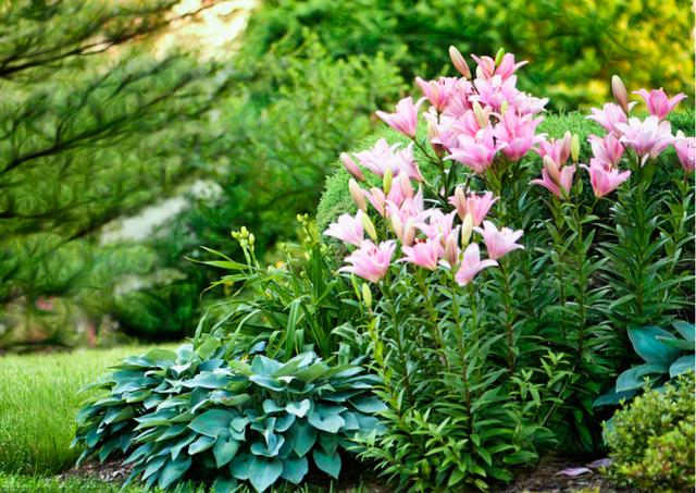 庭院花園陽光少 這些耐陰植物隨便養 淘寶海外