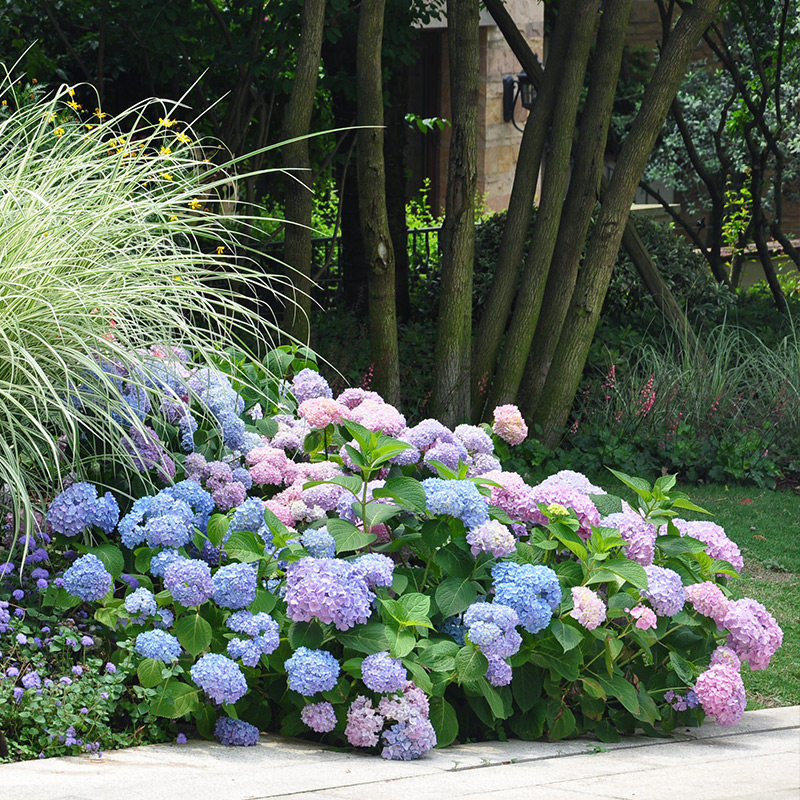园艺种花 万千花木里 为何选择了绣球 趣值买