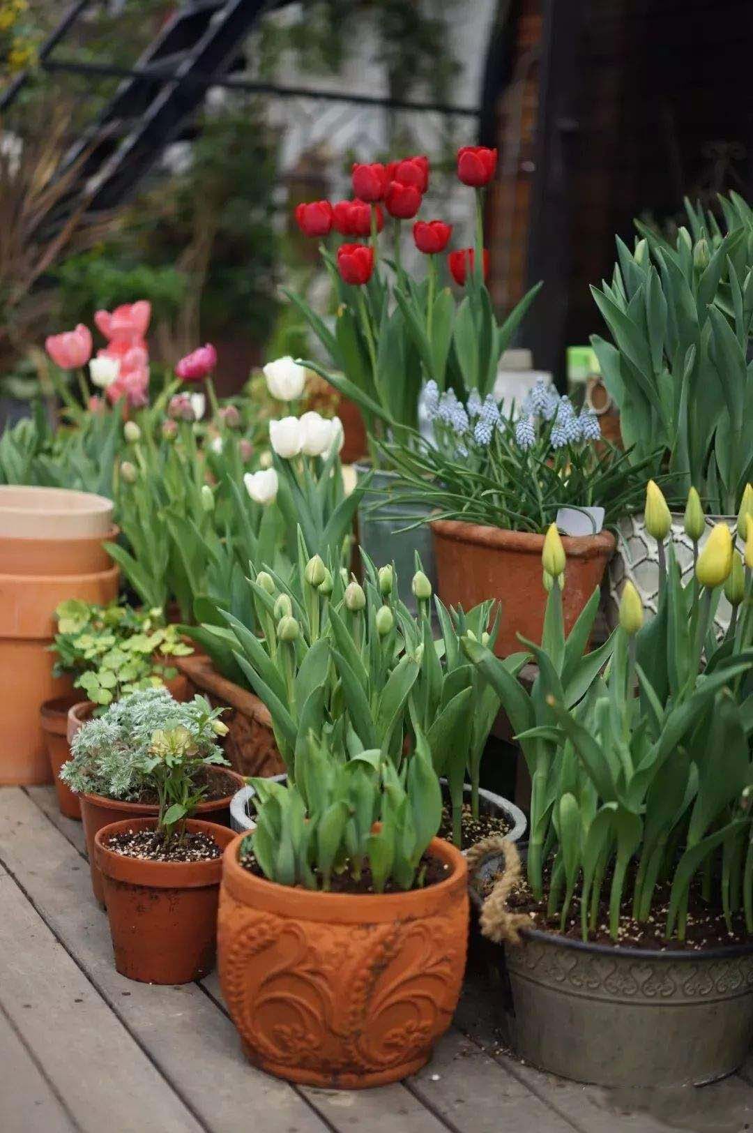 球根花卉 好养易活 花期长 附知识问答 趣值买