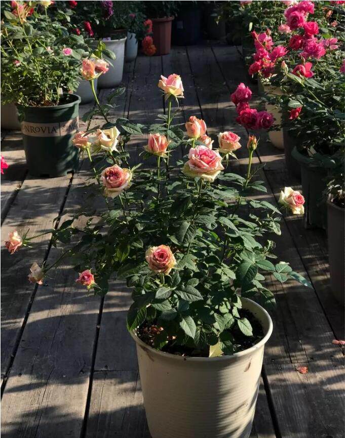 如何判斷養花施肥過量 過量又該怎麼辦 淘寶海外