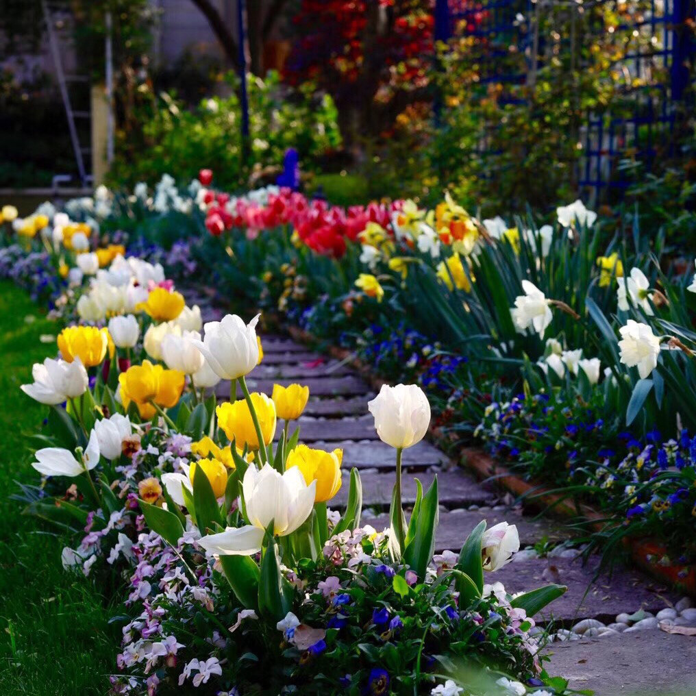 春植球根花卉正當時 今年夏天花開不斷 淘寶海外