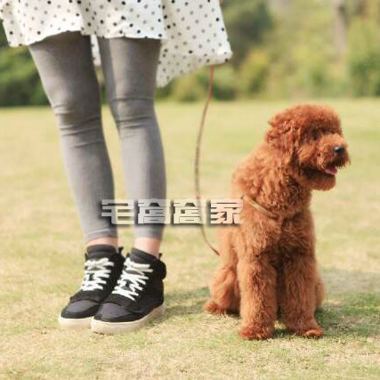 Super Comfortable Modal Oversized Elastic Maternity High Waist Underpants Adjustable Waist Spring Summer Underpants