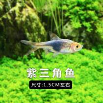Source Fish Water Group Triangle Lamp Fish Purple Triangle Tropical Freshwater Small Fish Lamp Science Living Ornamental Fish Group Cruise Fish