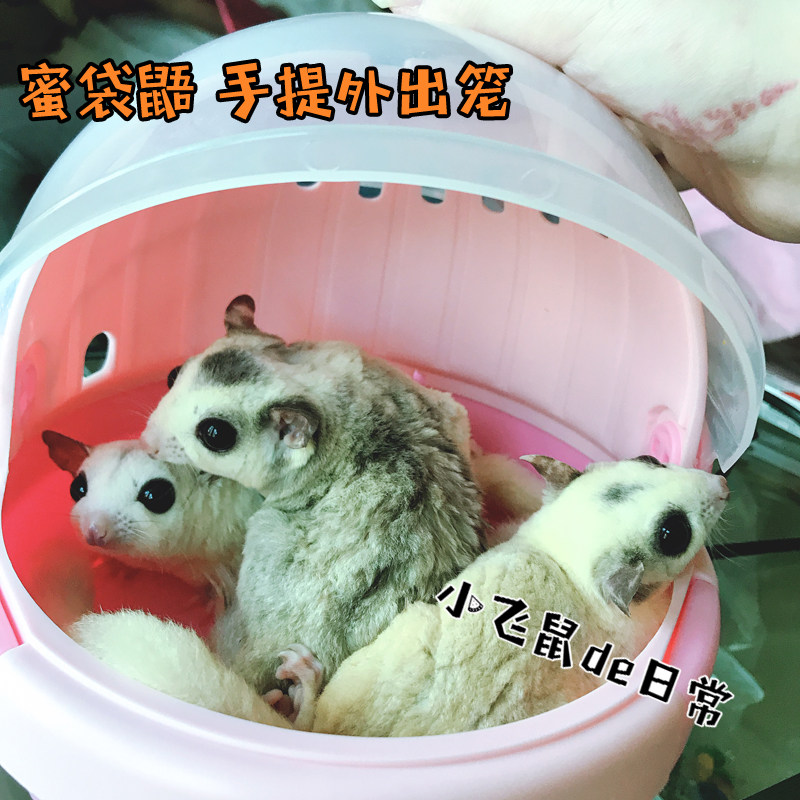 Honey Glider Take-Out Cage Hamster Flying Squirrel Glider Take-Out Bag Golden Bear Squirrel Mouse Creative Portable Bag