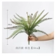 Nanyang Fern осени цвет [50 см]