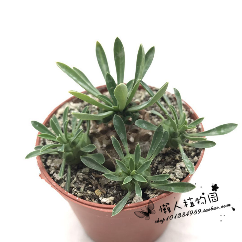 峨眉山鐵甲麒麟多肉植物鐵甲丸多肉小鳳梨多肉盆栽肉肉植物盆景 峨眉山鐵甲麒麟多肉植物鐵甲丸多肉小鳳梨多肉盆栽肉肉植物盆景