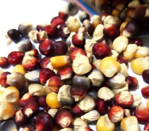 Colorful colorful corn grain 100g hamster golden silk bear guinea pig grinding tooth snacks with little darling