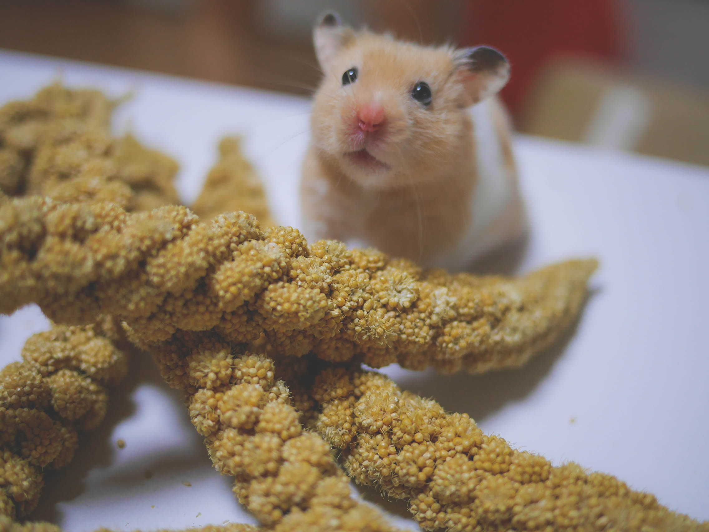 Natural Yellow Valley Scion Parrot Parrot Small Bird Hamster Snacks Barn With Rod Rich In Coarse Fiber Tease Stick 100g