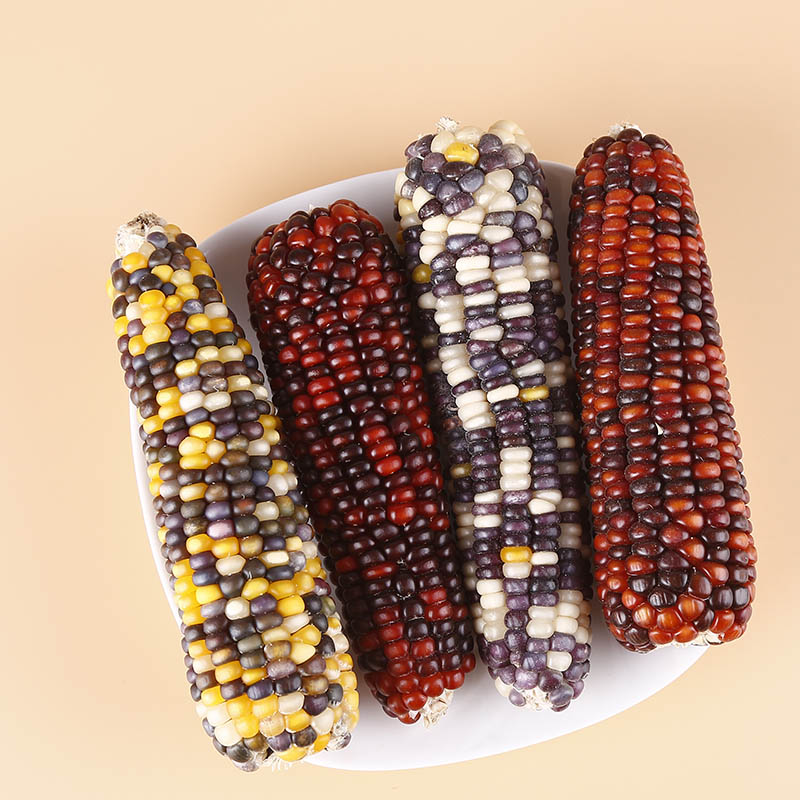 Buy 5 send 1 mini grinding tooth small corn small darling grinding tooth stick Rabbit rabbit dragon cat hamster with zero food