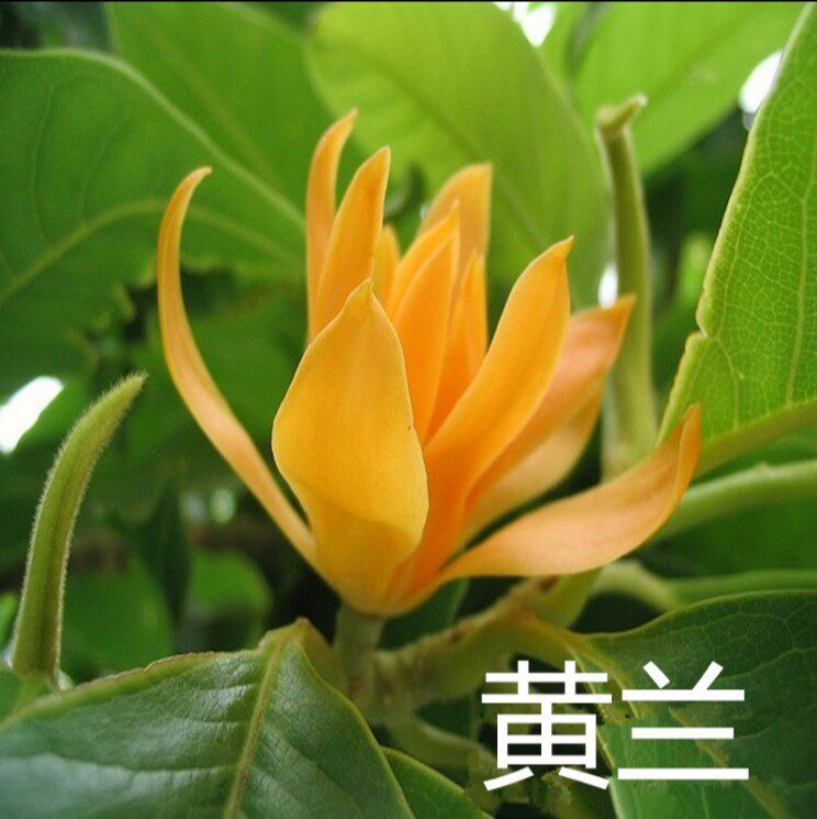 黄果兰树苗:打造你的私人花园香氛,芳香花卉黄兰树苗推荐🔥-行道树-淘宝百科网