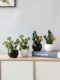创意室内桌面假花仿真绿植装饰摆件家居茶几植物盆栽仙人掌盆景