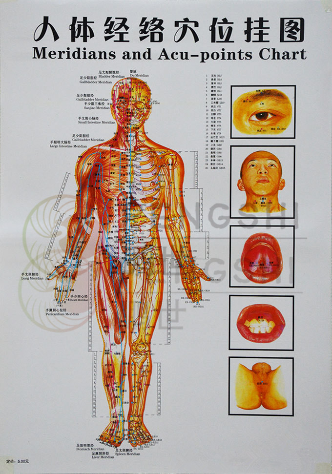 Chinese Meridians Time Chart