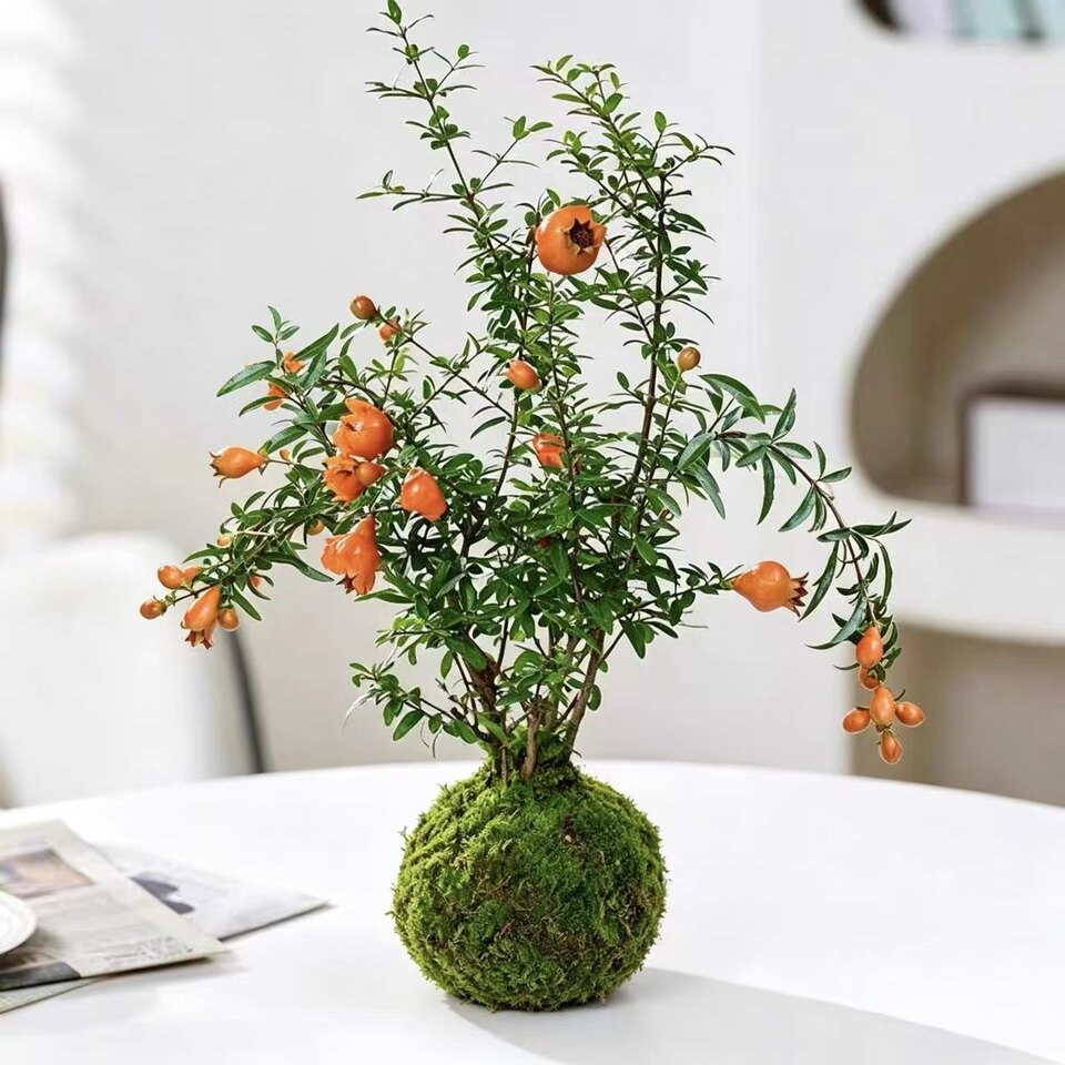 植物空间园艺