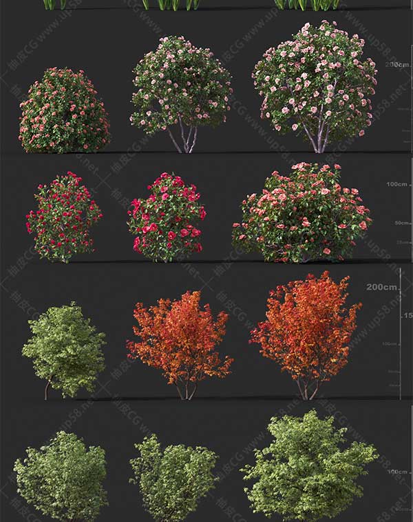 3DSMAX / VRay / Corona园林设计树木植物精细3D模型