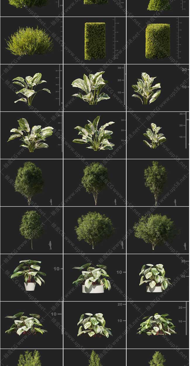3DSMAX黄杨白杨枫树柳树榆树白网纹草精细3D模型