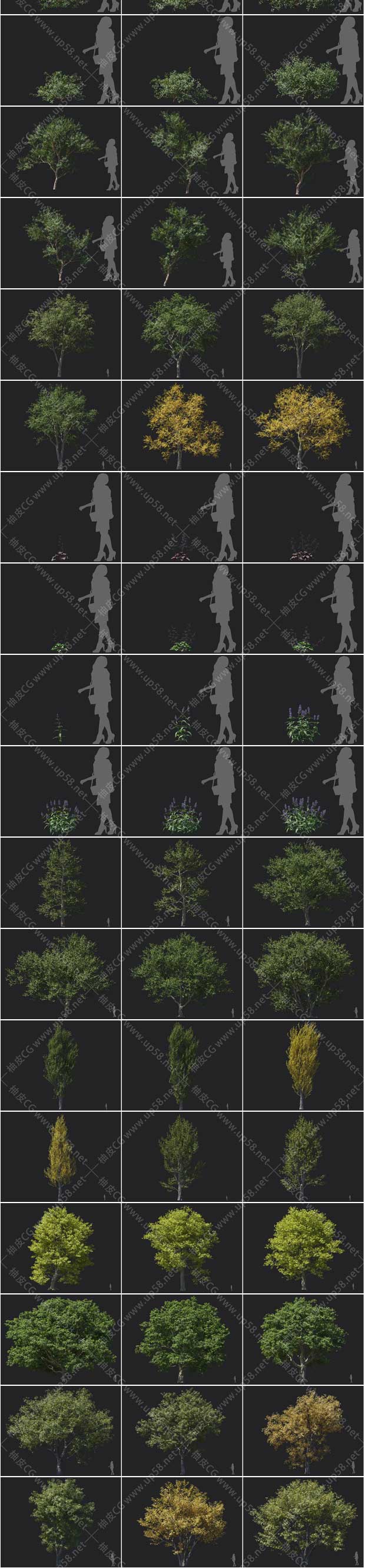 3DSMAX / Vray / Coronal杨树橡树山楂紫荆铃木精细3D模型