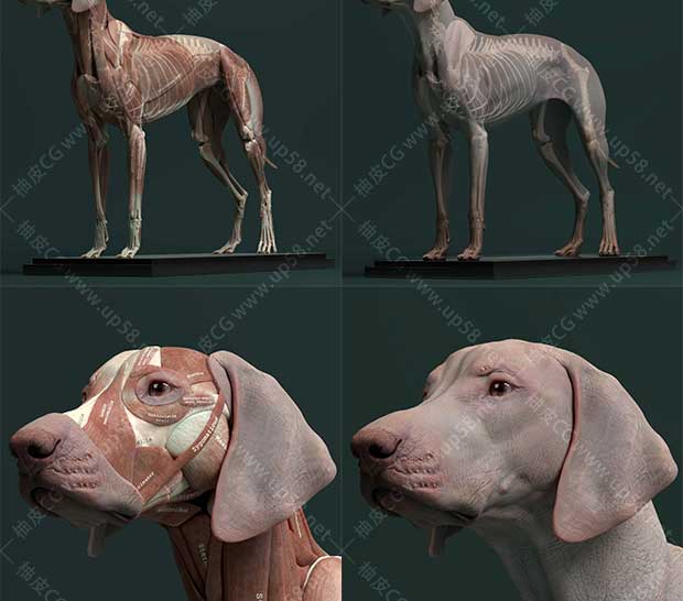 ZBrush / Maya犬类动物骨骼肌肉解剖精细3D雕刻模型