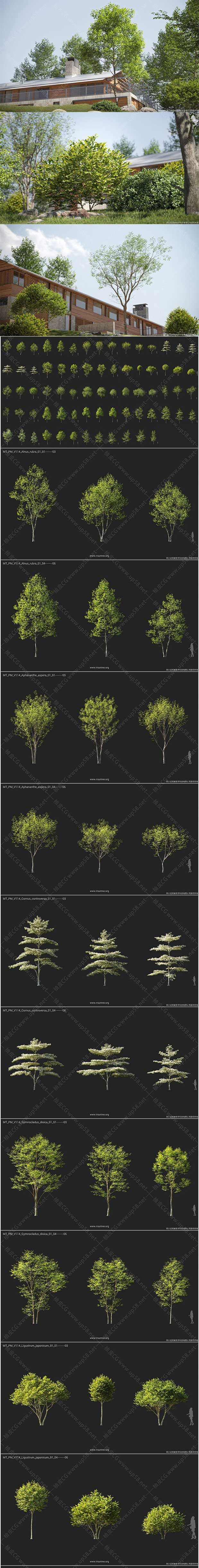 3DSMAX / Vray / Corona红桤木垂柳红木椴树青檀秦岭槐精细3D模型