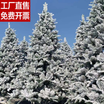 New PE flocking Christmas white snowflake Christmas tree 1 5 meters 1 8 meters 2 1 meters 3 meters simulation snow decoration