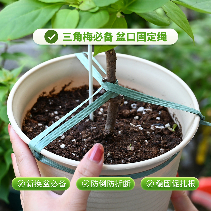 Bougainvillea Pot Mouth Fixing Rope, Flower Pot Plastic Rope Tie, Windproof and Anti-Fall Fixer, Plant Repotting Fixing Tie Bougainvillea Pot Mouth Fixing Rope, Flower Pot Plastic Rope Tie, Windproof and Anti-Fall Fixer, Plant Repotting Fixing Tie