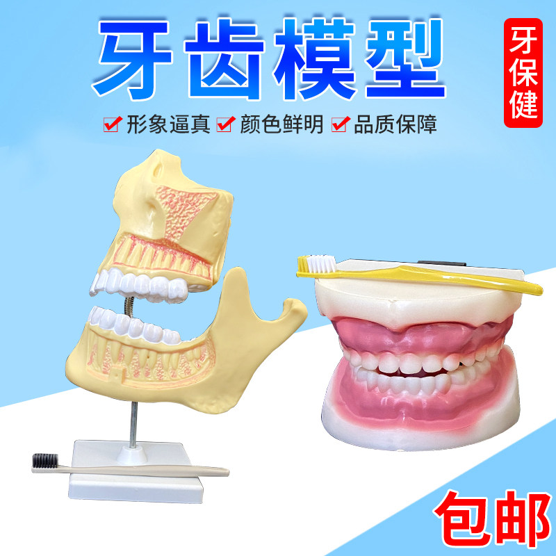 儿童牙列模型J39052口腔模型牙齿模型幼儿园早教教具口腔医学护理刷牙指导儿童牙齿模型小学科学实验器材早教