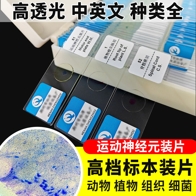 运动神经元装片生物切片涂片小学初中高中生物科学实验切片显微镜观察玻片装片