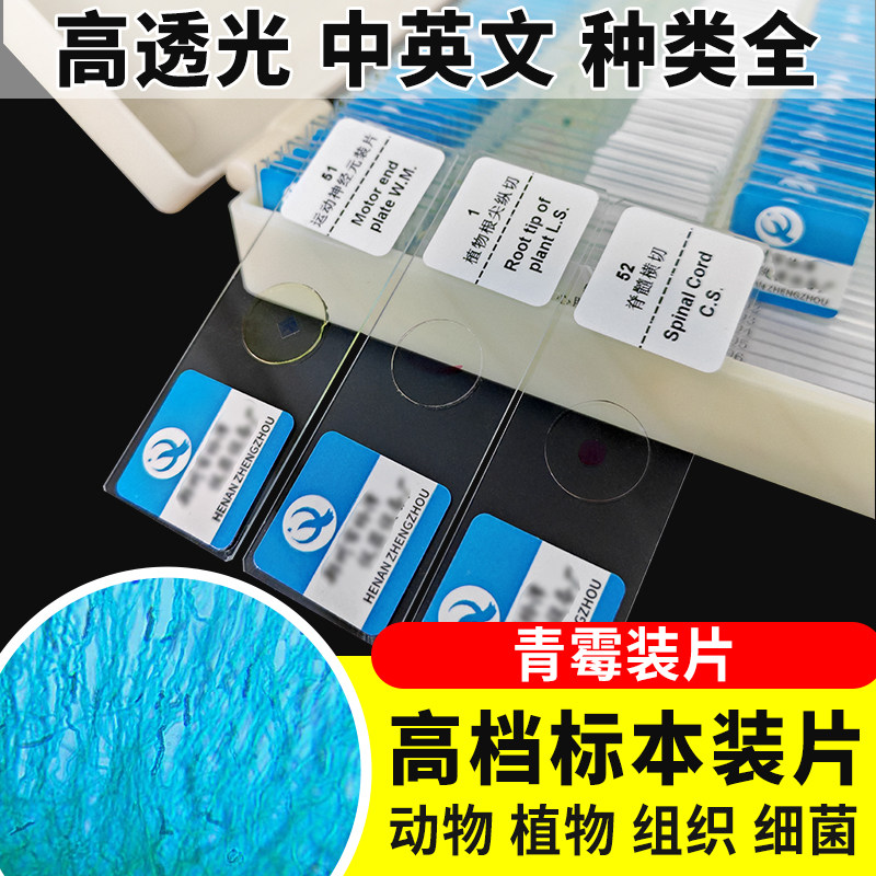 青霉装片生物切片涂片小学初中高中生物科学实验切片显微镜观察玻片装片
