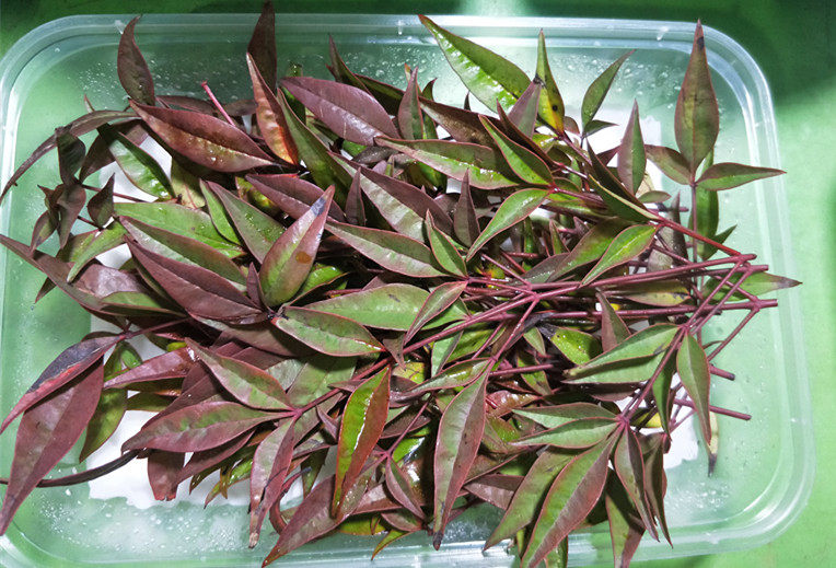 Swing Disc Adornment Fresh Barean Tianzhu Red South Tianzhu 20g Box-Taobao