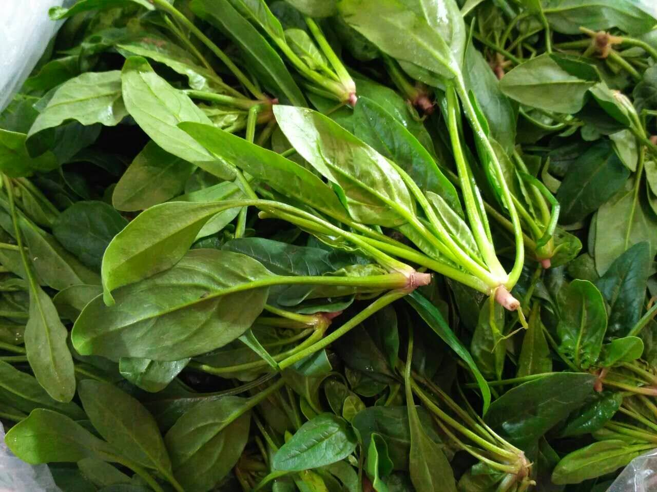 Fresh vegetables fresh small spinach tender spinach 500g Beijing-Tianjin-Hebei full 68