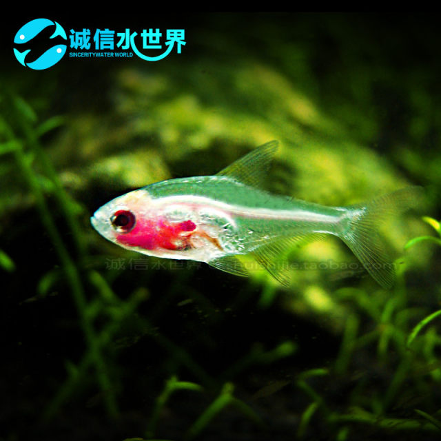 Red belly glass, red tail glass, pull glass cat, South American diamond lamp, transparent fish, pull flag, easy to feed freshwater tropical fish
