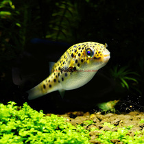 Indonesian Large Gold Doll Diving Boat Soft Water Salt River Dolphin dog Spotted Horse Dog Head Eat Snail 2 dress