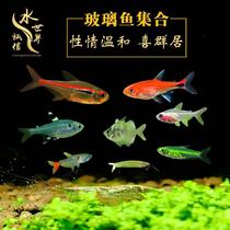 Red Belly Glass Fish Easy to raise red tail glass Glass Lara Glass Catfish Ruby Lamp Tricolour Lamp Glass Rip Flag