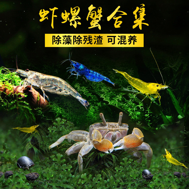 Ornamental Shrimp Snail Crystal Shrimp Cherry Shrimp Black Shell Shrimp Algae Shrimp Killer Snail Abalone Snail Pepper Crab Gold Zebra Snail