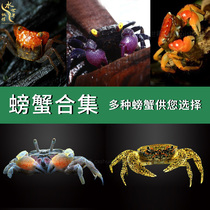 Mini Chili Crab Crab Deep water crab Leopard crab Rival Crab Demon Crab Butterfly Crab Vortex Worm Removal 2 packs